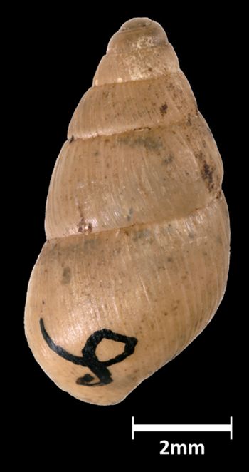 Media type: image;   Malacology 39814 Aspect: dorsal